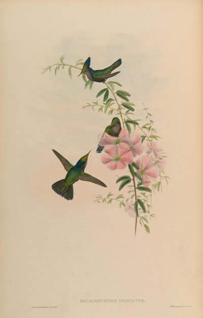 Orthorhynchus cristatus by John Gould